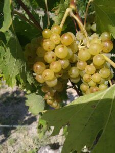 degustazione vini durante tour monferrato in ebike